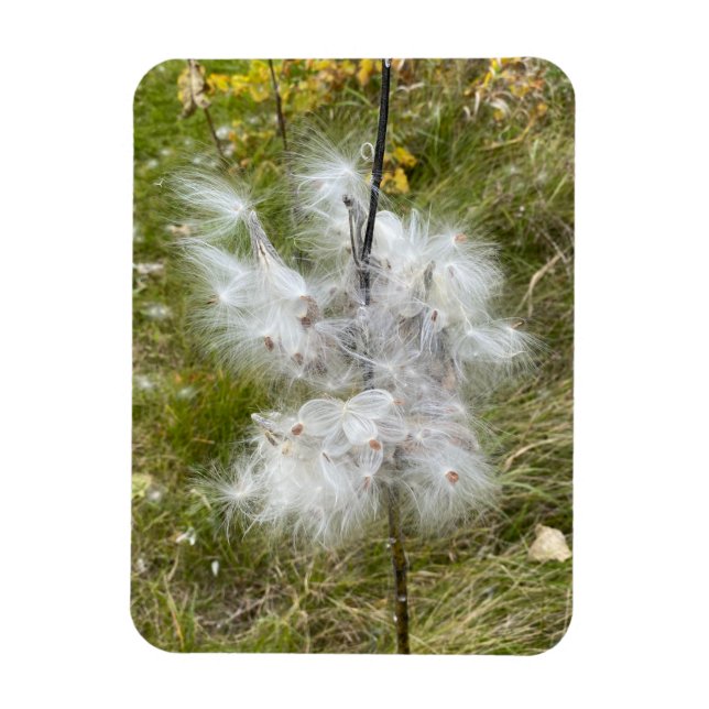 Milkweed | Butterfly | Flexible Magnet (Vertical)