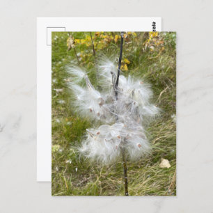 Milkweed   Butterfly   Postcard
