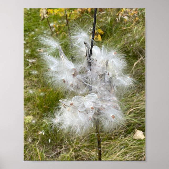 Milkweed | Butterfly | Poster (Front)