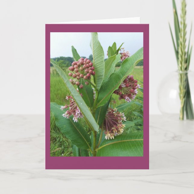 Milkweed Flowers in Rain Blank Notecard (Front)