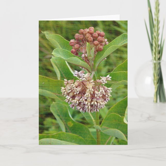 Milkweed is Pretty Card (Front)
