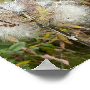 Milkweed   Natural Poster
