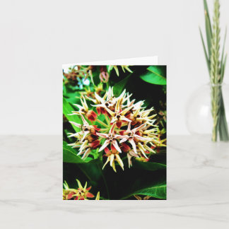 Milkweed Notecard