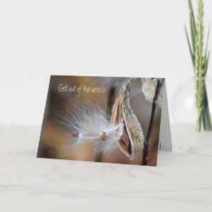 Milkweed Pod Get Well Soon Card
