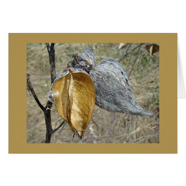 Milkweed Pods (Front Horizontal)