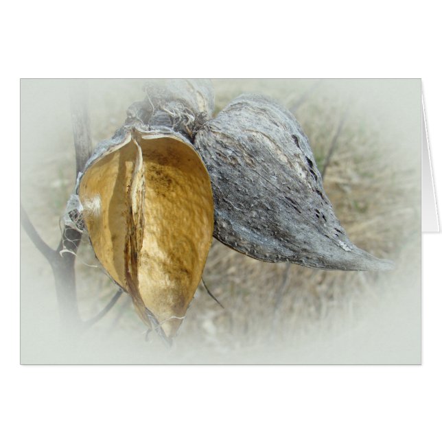 Milkweed Pods (Front Horizontal)