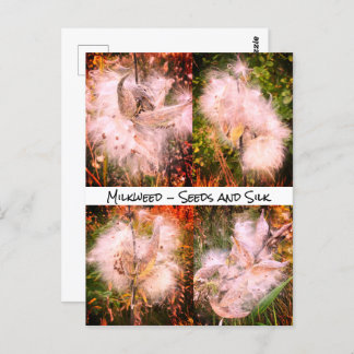 Milkweed | Sangria Postcard