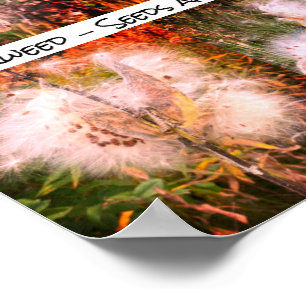 Milkweed   Sangria Poster