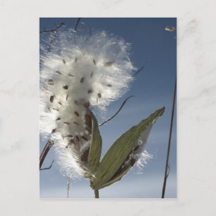 Milkweed Seed and Pods Postcard