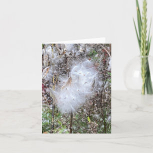 Milkweed Seeds and Silk Note Card