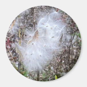 Milkweed Seeds and Silk Office Magnet