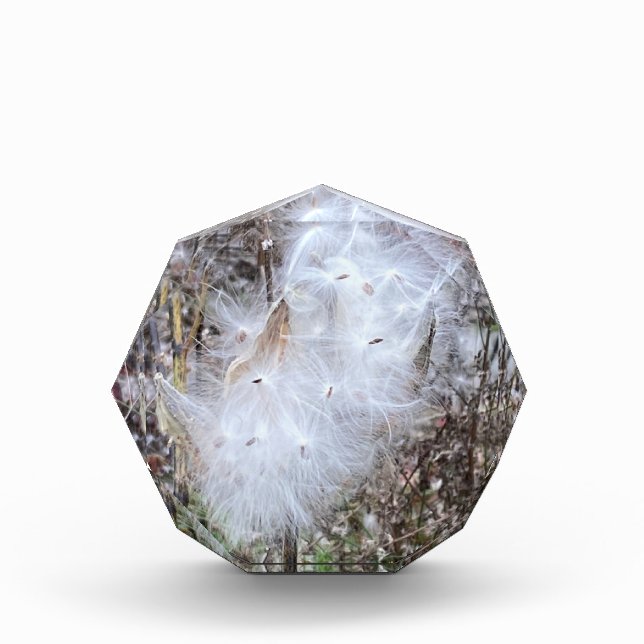 Milkweed Seeds and Silk Photo Block (Front)