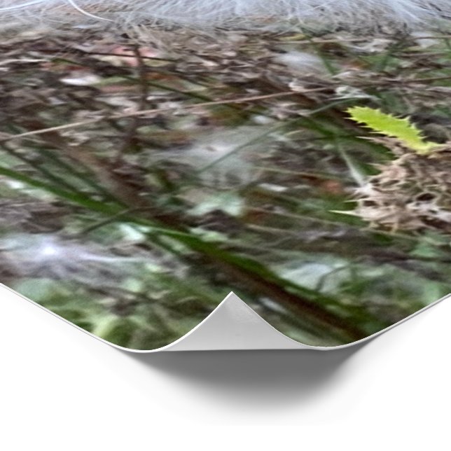 Milkweed Seeds and Silk Poster (Corner)