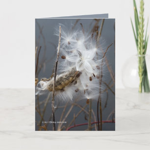 Milkweed Seeds Card