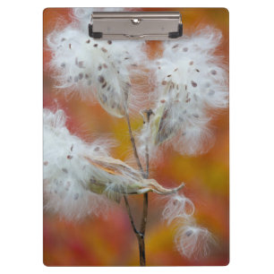 Milkweed seeds in autumn, Canada Clipboard