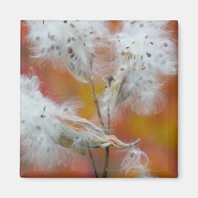 Milkweed seeds in autumn, Canada Magnet (Front)