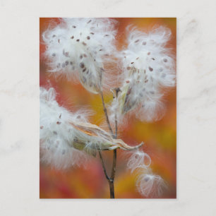 Milkweed seeds in autumn, Canada Postcard