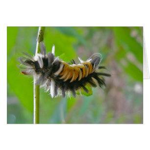 Milkweed Tussock Moth Caterpillar Items