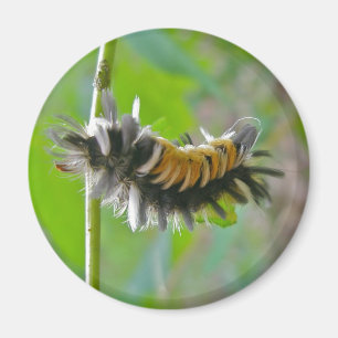 Milkweed Tussock Moth Caterpillar Items Magnet