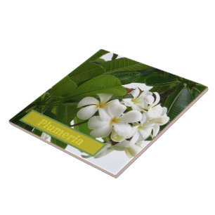 MILKY-WHITE PLUMERIA BLOSSOMS WITH GREEN FOLIAGE CERAMIC TILE
