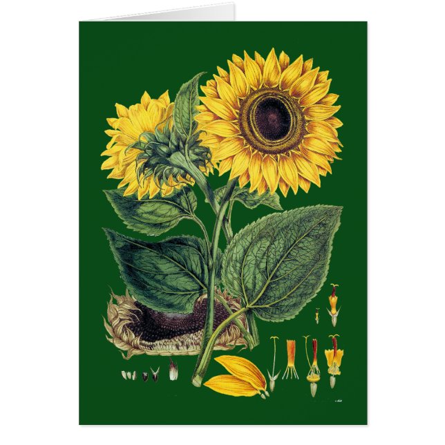 Miller: Sunflower (Front)