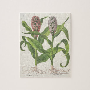 Millet: 1.Sorgum fructu rubro; 2.Sorgo fructu albo Jigsaw Puzzle