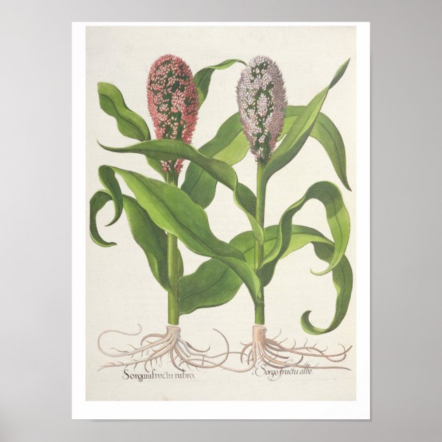 Millet: 1.Sorgum fructu rubro; 2.Sorgo fructu albo Poster (Front)
