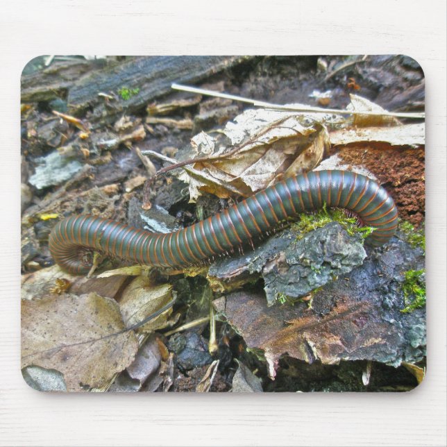 Millipede (Narceus americanus) Mousepad (Front)