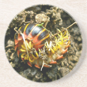 Millipede Polydesmida (Sigmoria aberrans) Items Coaster