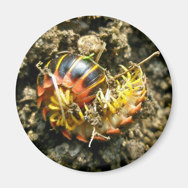 Millipede Polydesmida (Sigmoria aberrans) Items Magnet (Front)