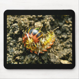 Millipede Polydesmida (Sigmoria aberrans) Items Mouse Pad