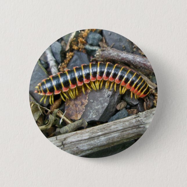 Millipede Series Items 6 Cm Round Badge (Front)