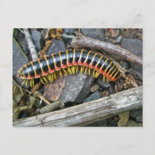 Millipede Series Items Postcard
