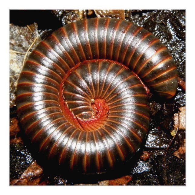 Millipede Spiral Photo Print (Front)