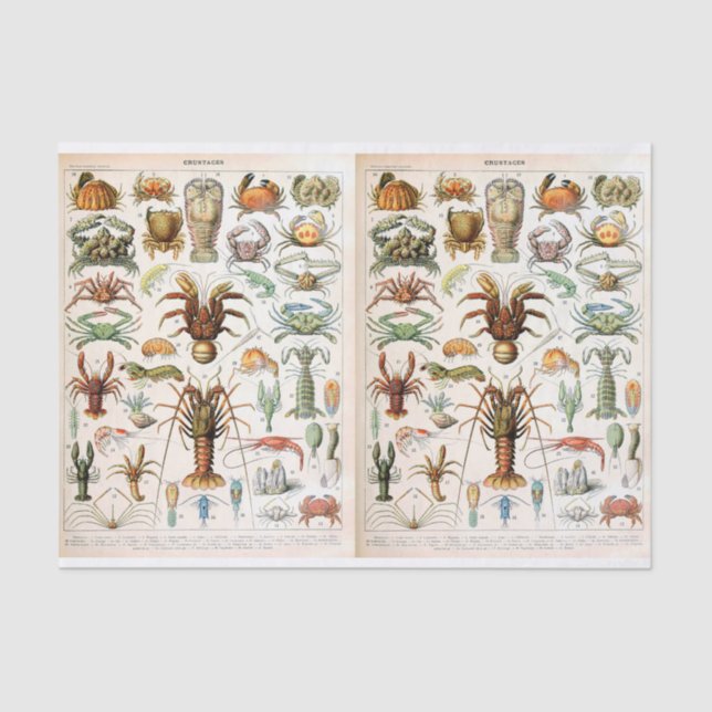 Millot Illustration, Crustaceans, Decoupage Tissue Paper (Front)