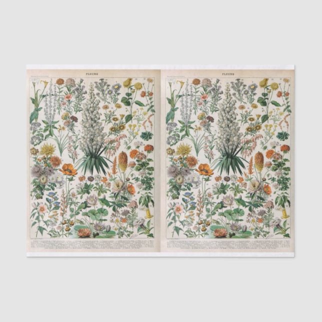 Millot Illustrations, Botanical, Decoupage  Tissue Paper (Front)
