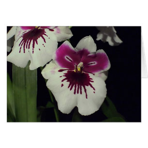 Miltonia hybrid orchid
