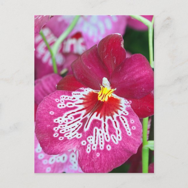 Miltonia orchid flower postcard (Front)