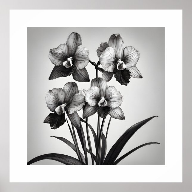 Miltonia Orchids II Monochromatic Art Prints (Front)