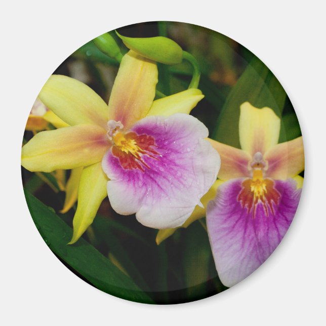 Miltonia Sunset Magnet (Front)