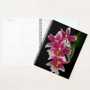 Miltonioda Sakura Planner