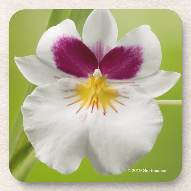 Miltoniopsis Roezlii (Pansy Orchids) Coaster (Front)