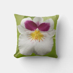Miltoniopsis Roezlii (Pansy Orchids) Cushion