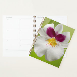 Miltoniopsis Roezlii (Pansy Orchids) Planner