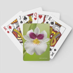 Miltoniopsis Roezlii (Pansy Orchids) Playing Cards