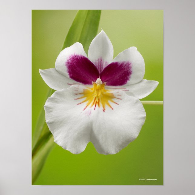 Miltoniopsis Roezlii (Pansy Orchids) Poster (Front)