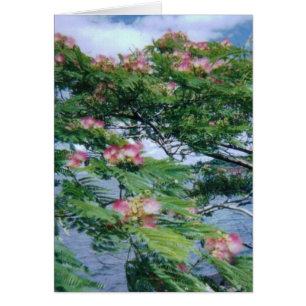 Mimosa blossoms and water view