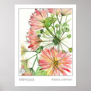 Mimosa Plant Pink Flowers Medicinal Herb Poster