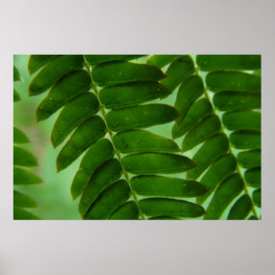 Mimosa Secrets Poster