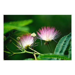 Mimosa tree flower photo print